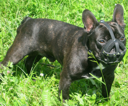 French Bulldog Muzzle