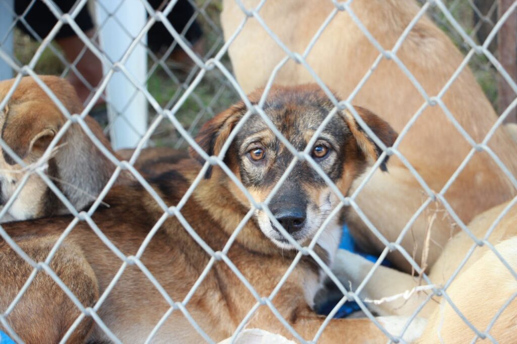 Dog Kennels Near Me