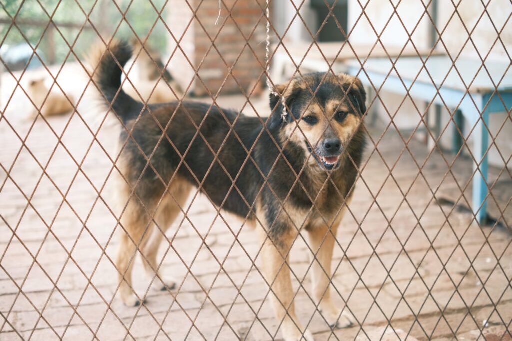 Dog Kennels Near Me