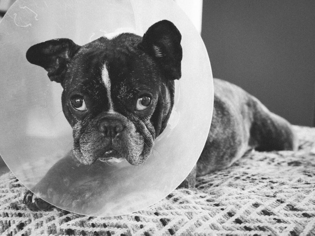 Dog Cone