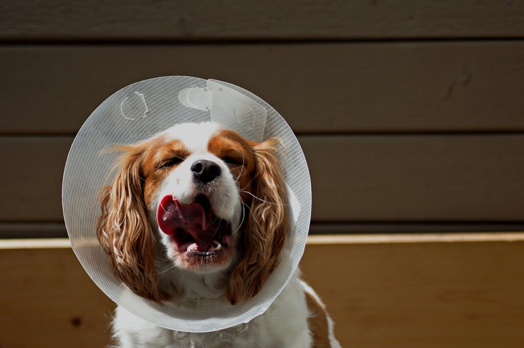 Dog Cone