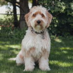 Cockapoo For Sale Near Me