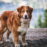 Golden Mountain Dog