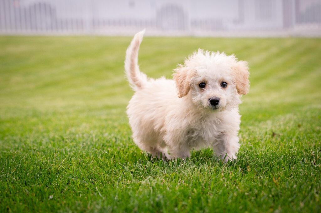 Cocker Spaniel Poodle Mix