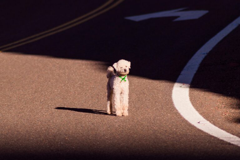 Cocker Spaniel Poodle Mix