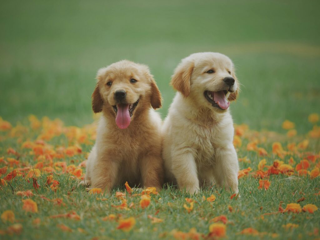 Cocker Spaniel Poodle Mix