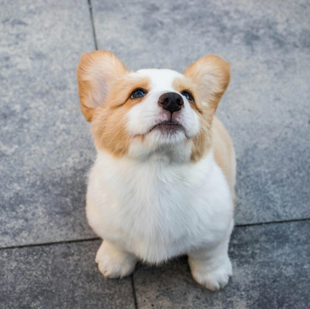 Cowboy Corgi Puppies