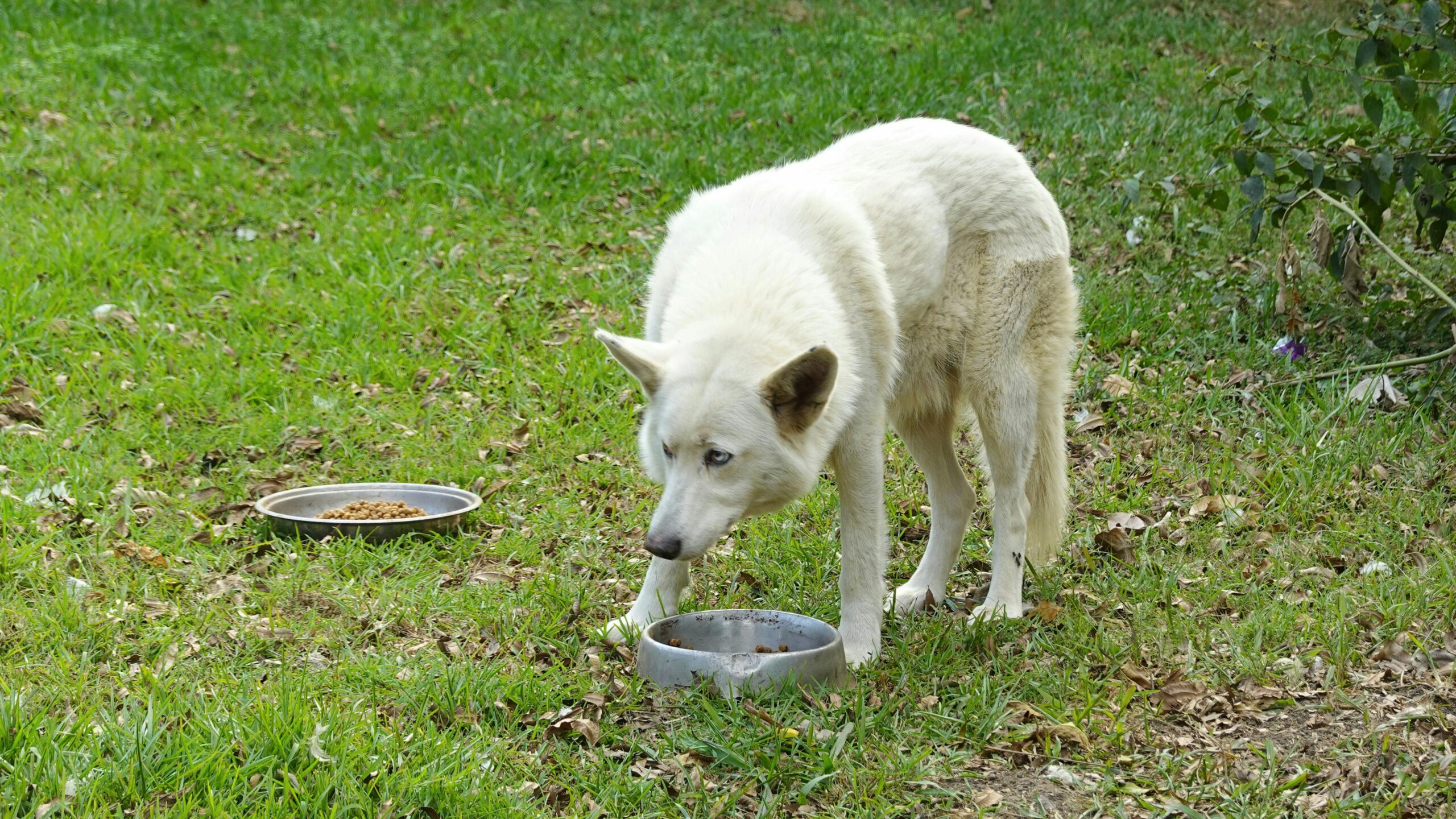 Pure Balance Dog Food