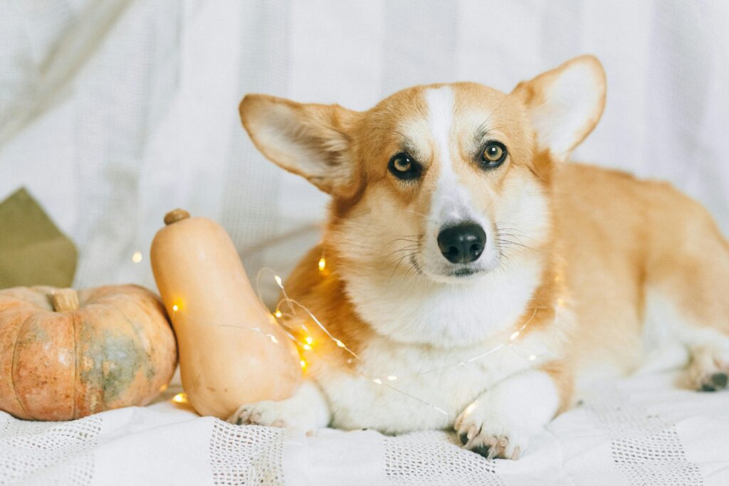 Cowboy Corgi Puppies