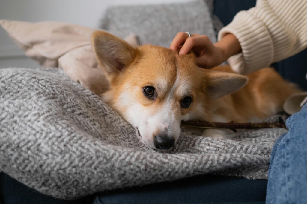 Cowboy Corgi Puppies